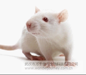 Wistar大鼠