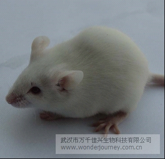 KM小鼠