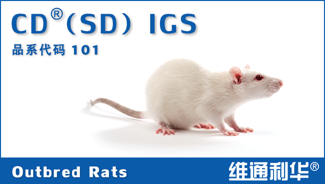 CD®(SD) IGS Rats