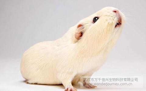 豚鼠